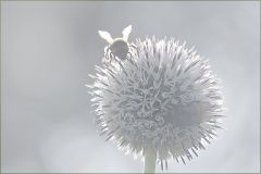 Hummel im Morgennebel