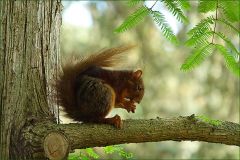 Eichhörnchen Eichhörnchen