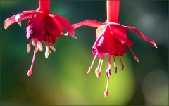 Fuchsien