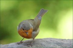 Rotkehlchen Rotkehlchen