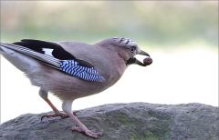 Eichelhäher Eichelhäher