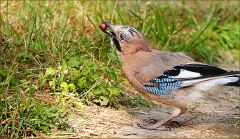 Eichelhäher Eichelhäher