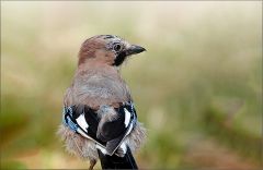 Eichelhäher Eichelhäher