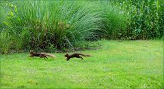 Eichhörnchen Eichhörnchen