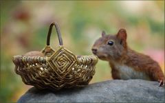 Eichhörnchen Eichhörnchen