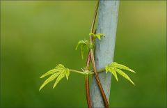 Kletterpflanze Kletterpflanze