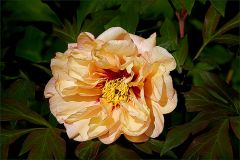 Pfingstrose Pfingstrose