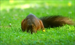 Eichhörnchen sucht nach Futter