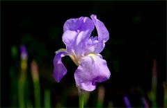 Erste Iris im Mai Erste Iris im Mai