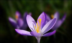 Krokus Krokus