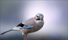 Eichelhäher Eichelhäher