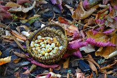 Ein Körbchen mit Nüssen Ein Körbchen mit Nüssen
