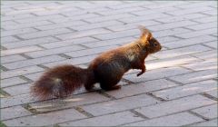 Eichhörnchen Eichhörnchen