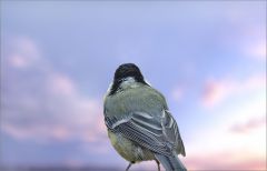 Guten Morgen Guten Morgen