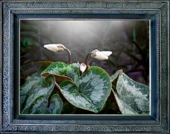 Alpenveilchen in einem alten Rahmen