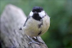 Zutrauliche Meise Zutrauliche Meise