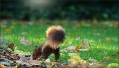 Eichhörnchen Eichhörnchen