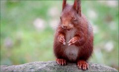 Eichhörnchen mit geschlossenen Augen