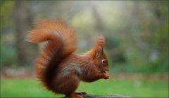 Eichhörnchen Eichhörnchen