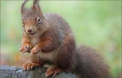 Das Eichhörnchen zwinkert mir zu Das Eichhörnchen zwinkert mir zu