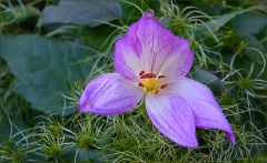 Herbstzeitlose Herbstzeitlose