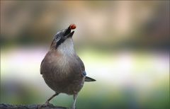 Eichelhäher Eichelhäher