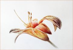 Mein Lilienfoto gezeichnet von MISCHA SKORECZ Mein Lilienfoto gezeichnet von MISCHA SKORECZ