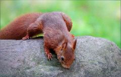 Eichhörnchen Eichhörnchen