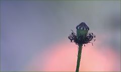 Verblühter Mohn Verblühter Mohn