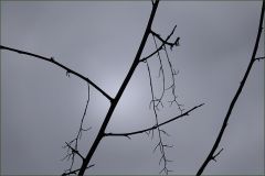 Morgennebel im Oktober