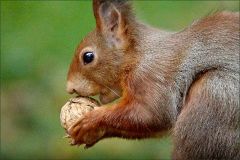 Eichhörnchen mit einer Walnuss