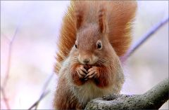 Eichhörnchen Eichhörnchen