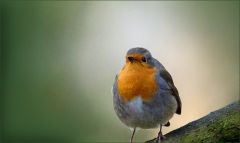 Rotkehlchen Rotkehlchen