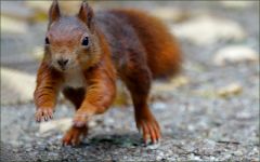 Springendes Eichhörnchen