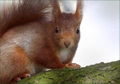 Eichhörnchen Eichhörnchen