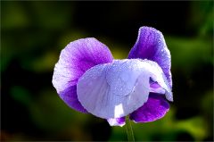 Stiefmuetterchen mit Morgentau