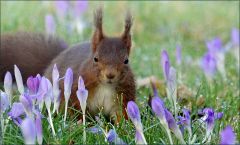 Eichhörnchen Eichhörnchen