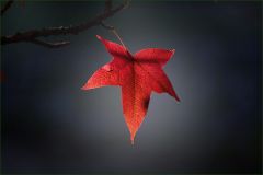 Ahornblatt im Oktober Ahornblatt im Oktober