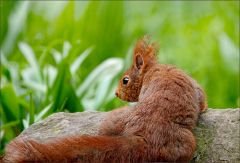 Eichhörnchen Eichhörnchen