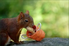 Es zieht die Erdnuss heraus Es zieht die Erdnuss heraus