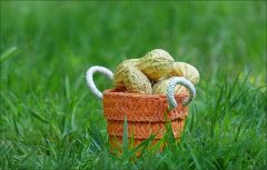 Der Fotograf hatte dieses kleine Körbchen mit Erdnüssen dabei Der Fotograf hatte dieses kleine Körbchen mit Erdnüssen dabei