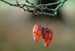 Baumsamenkapseln im Herbst
