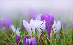 Krokusse im Morgennebel Krokusse im Morgennebel