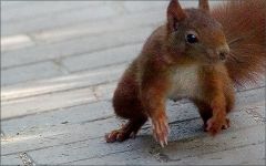 Eichhörnchen Eichhörnchen