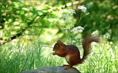 Eichhörnchen Eichhörnchen