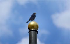 Guten Morgen Guten Morgen