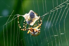 Eine Biene flog ins Netz