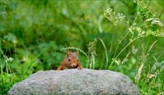 Eichhörnchen Eichhörnchen