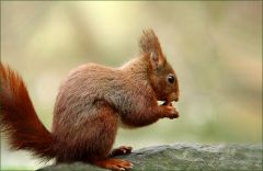 Eichhörnchen Eichhörnchen