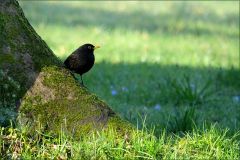 Amsel Amsel